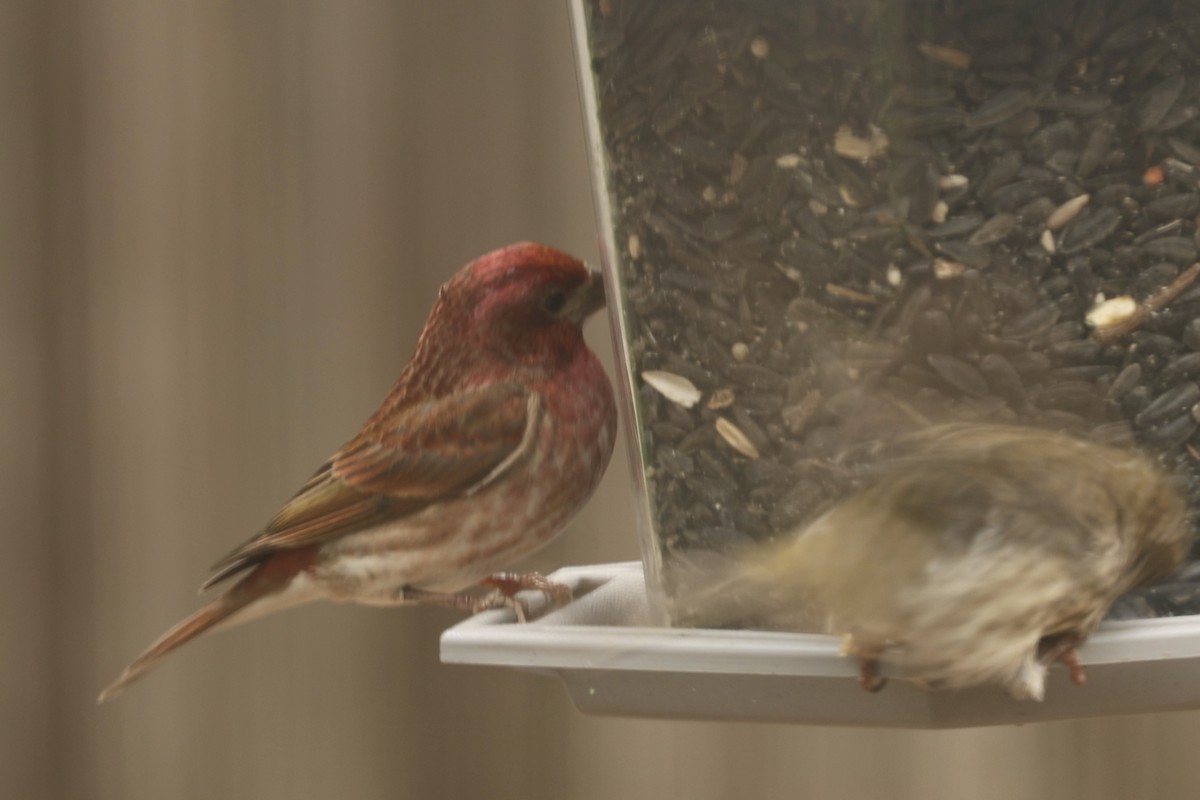 Purple Finch - ML617325991