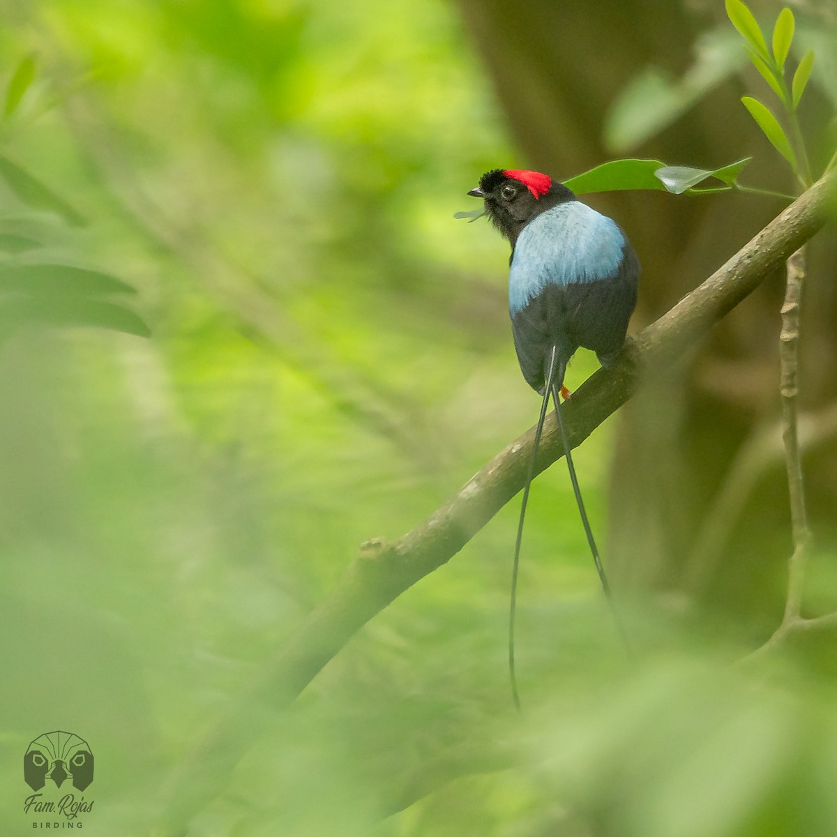 Long-tailed Manakin - ML617326041