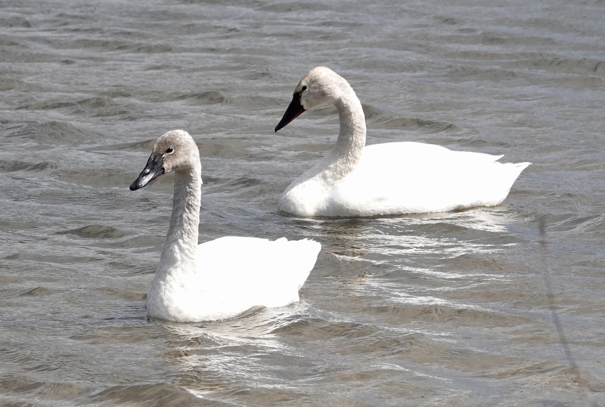 Tundra Swan - Paul Prior