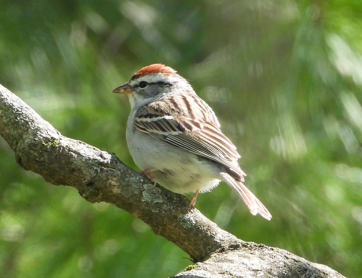 Chipping Sparrow - Evan Kidd