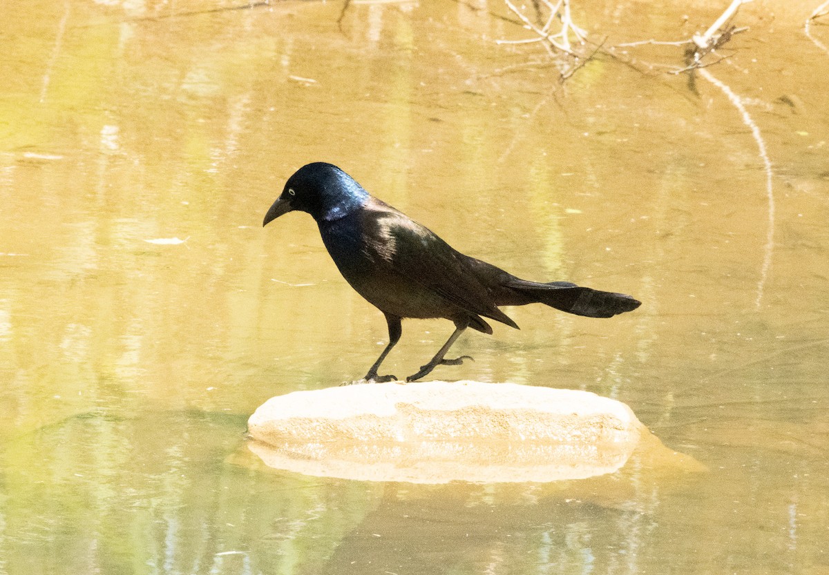 Common Grackle - Gary Warner