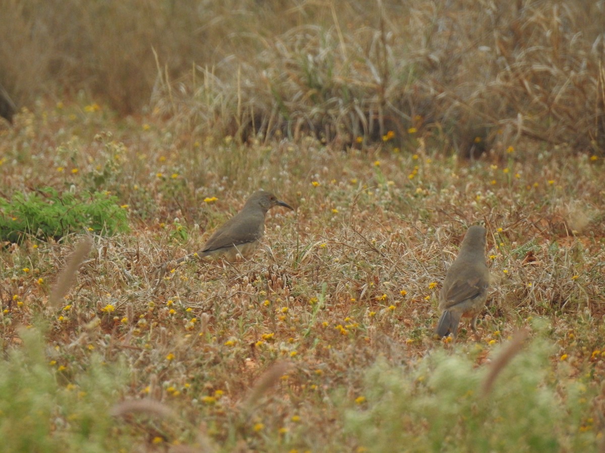 Curve-billed Thrasher - ML617326083