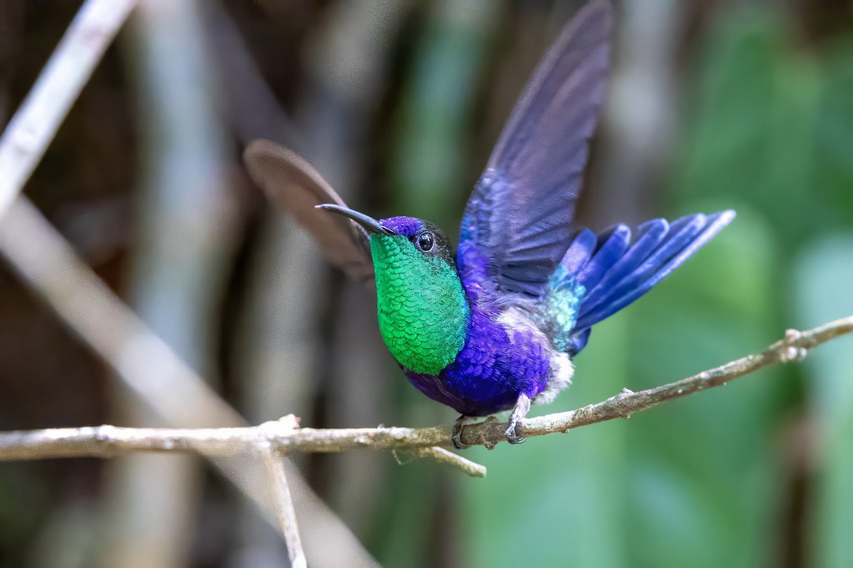 kolibřík vidloocasý - ML617326216