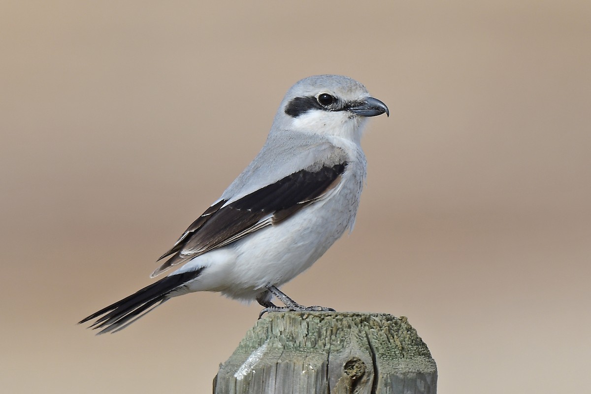 Alcaudón Boreal - ML617326263