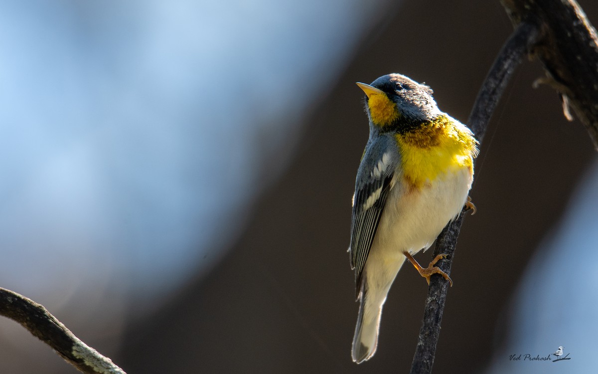 Northern Parula - ML617326268