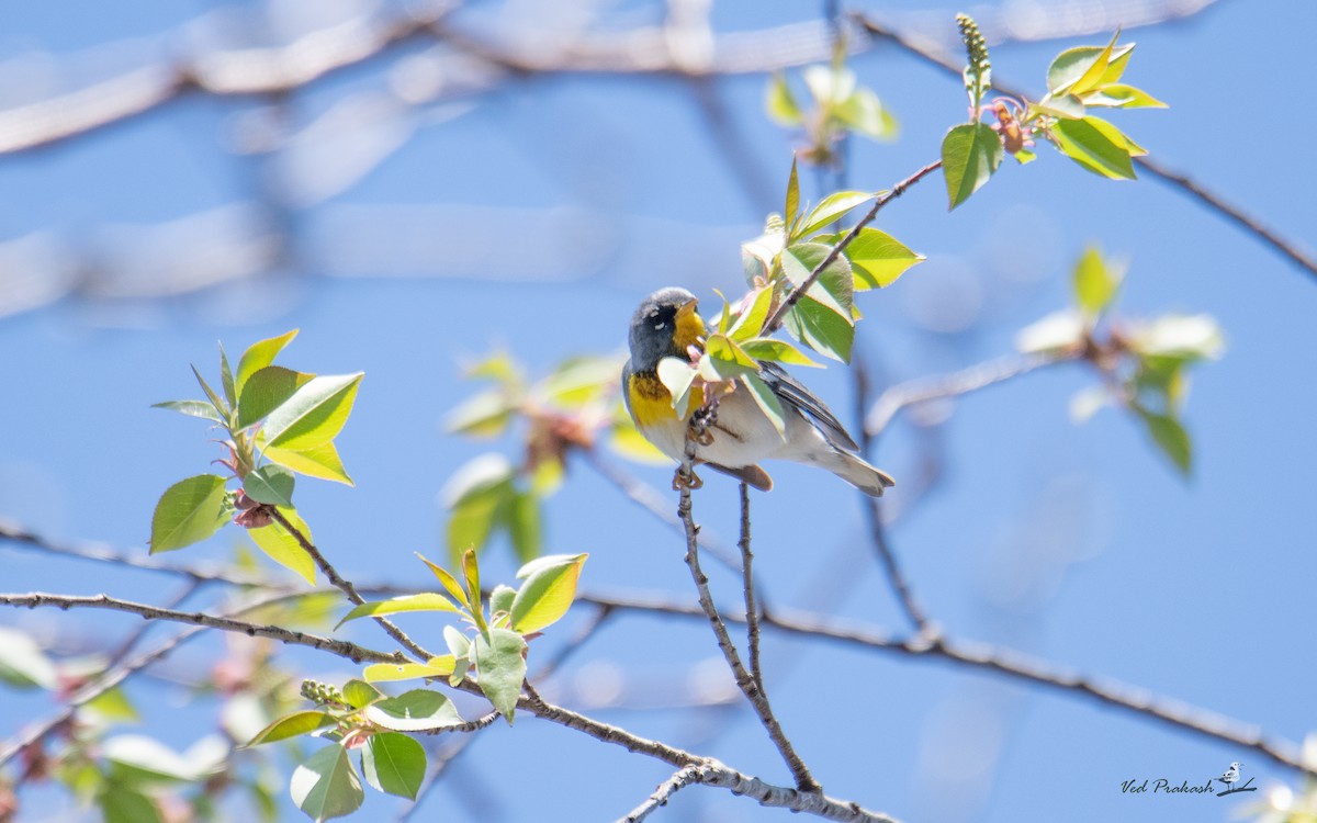 Northern Parula - ML617326276