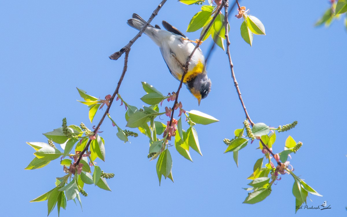 Northern Parula - Ved Prakash