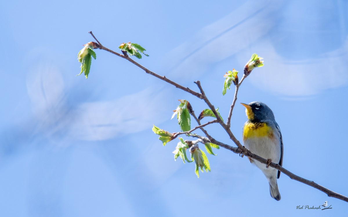 Northern Parula - Ved Prakash