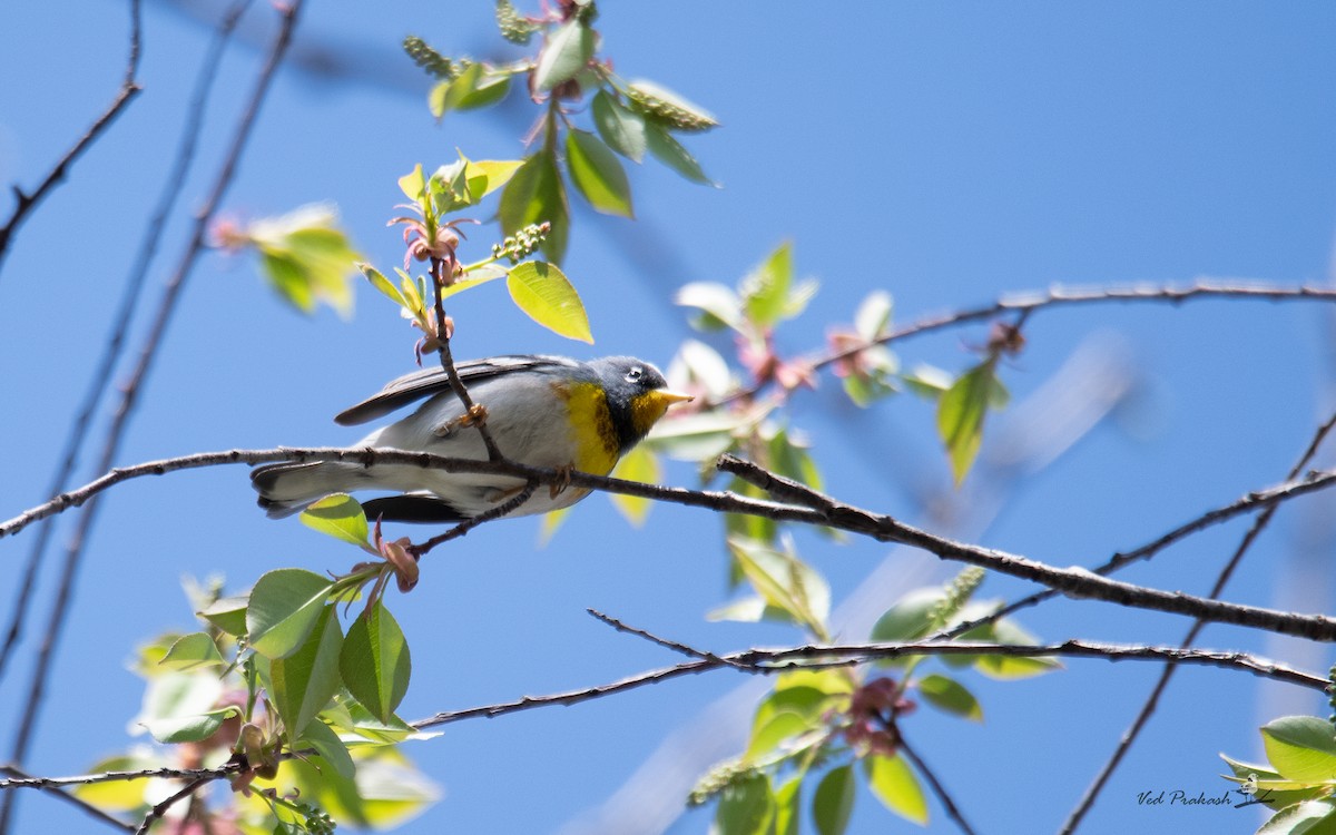 Northern Parula - Ved Prakash