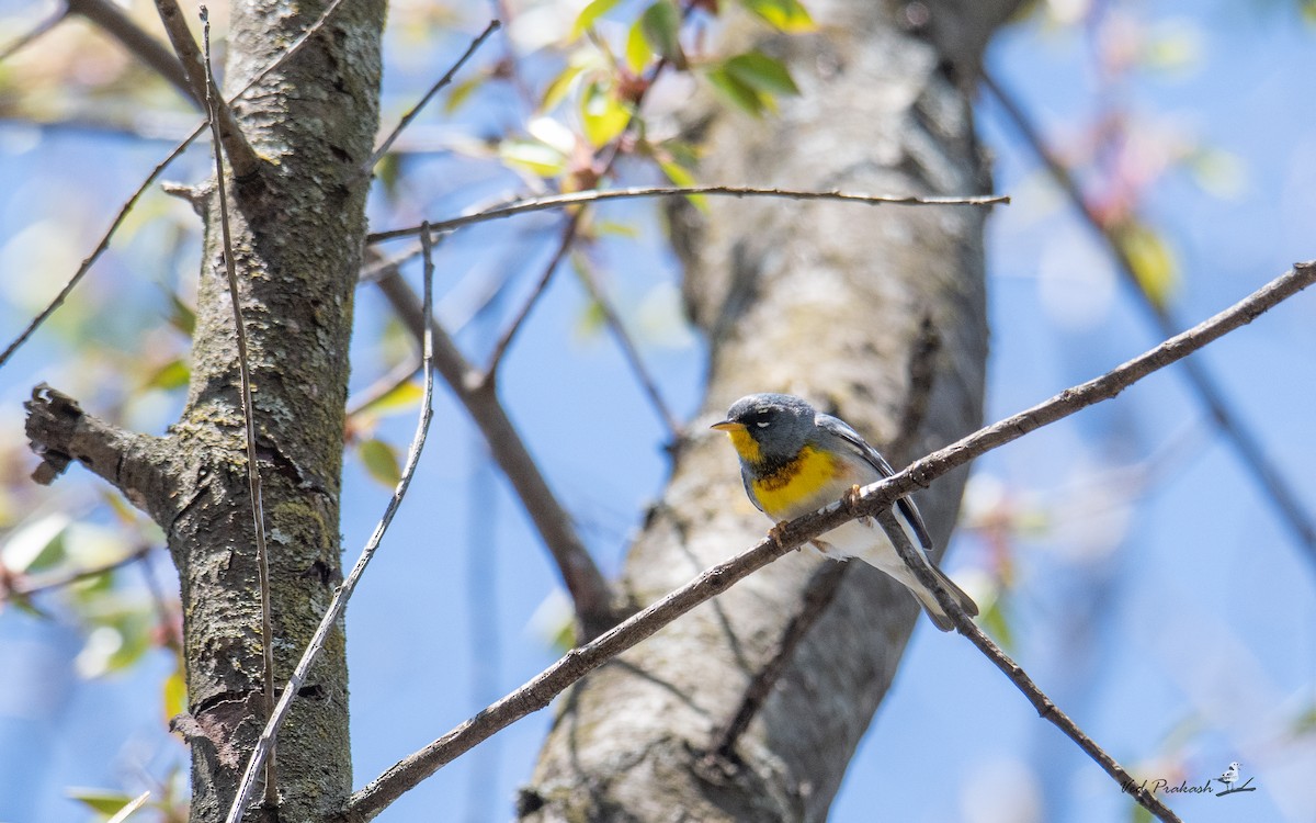 Northern Parula - Ved Prakash