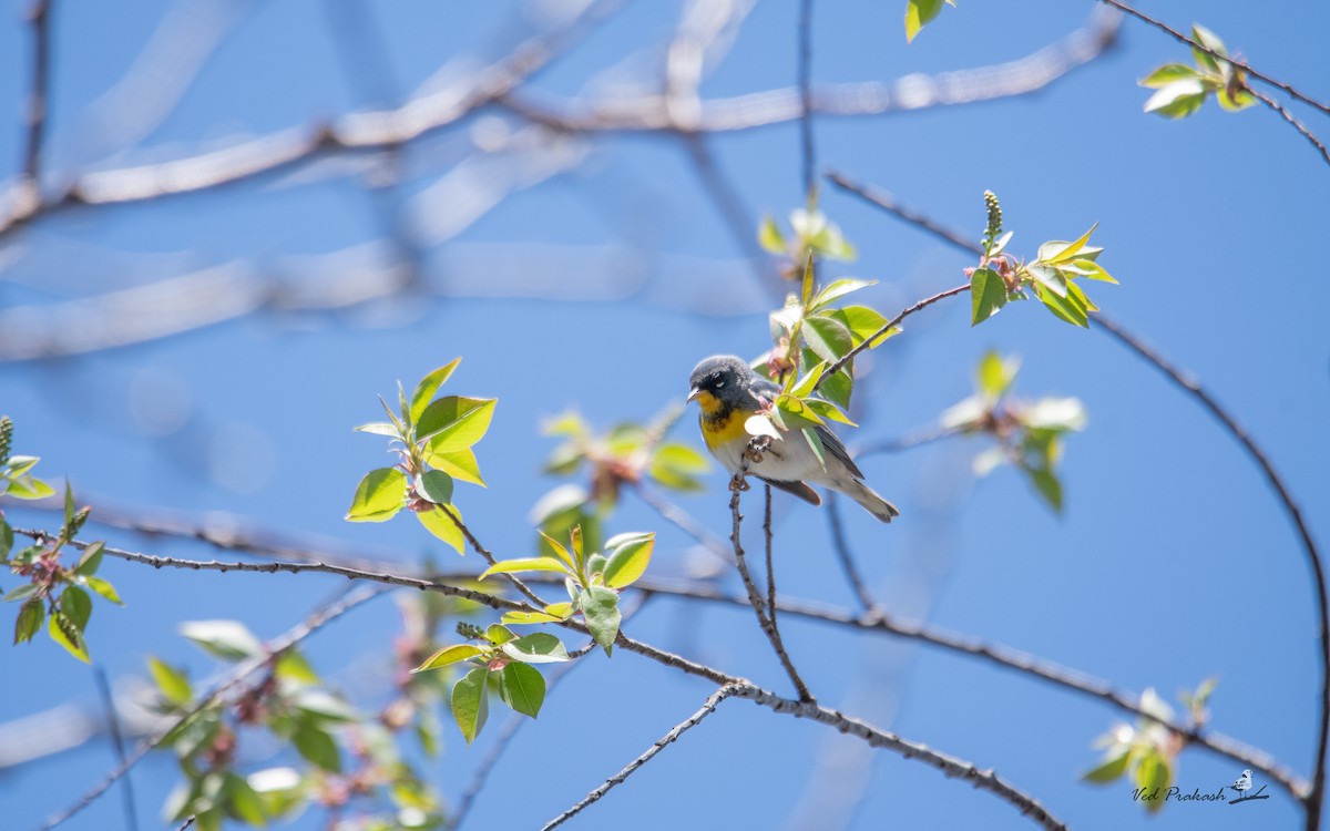 Northern Parula - Ved Prakash