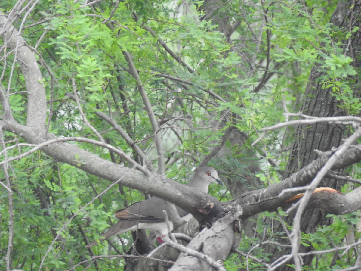 White-tipped Dove - ML617326307