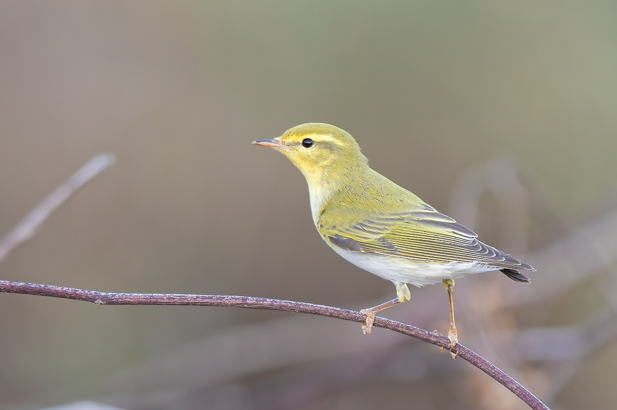 Wood Warbler - David Perez