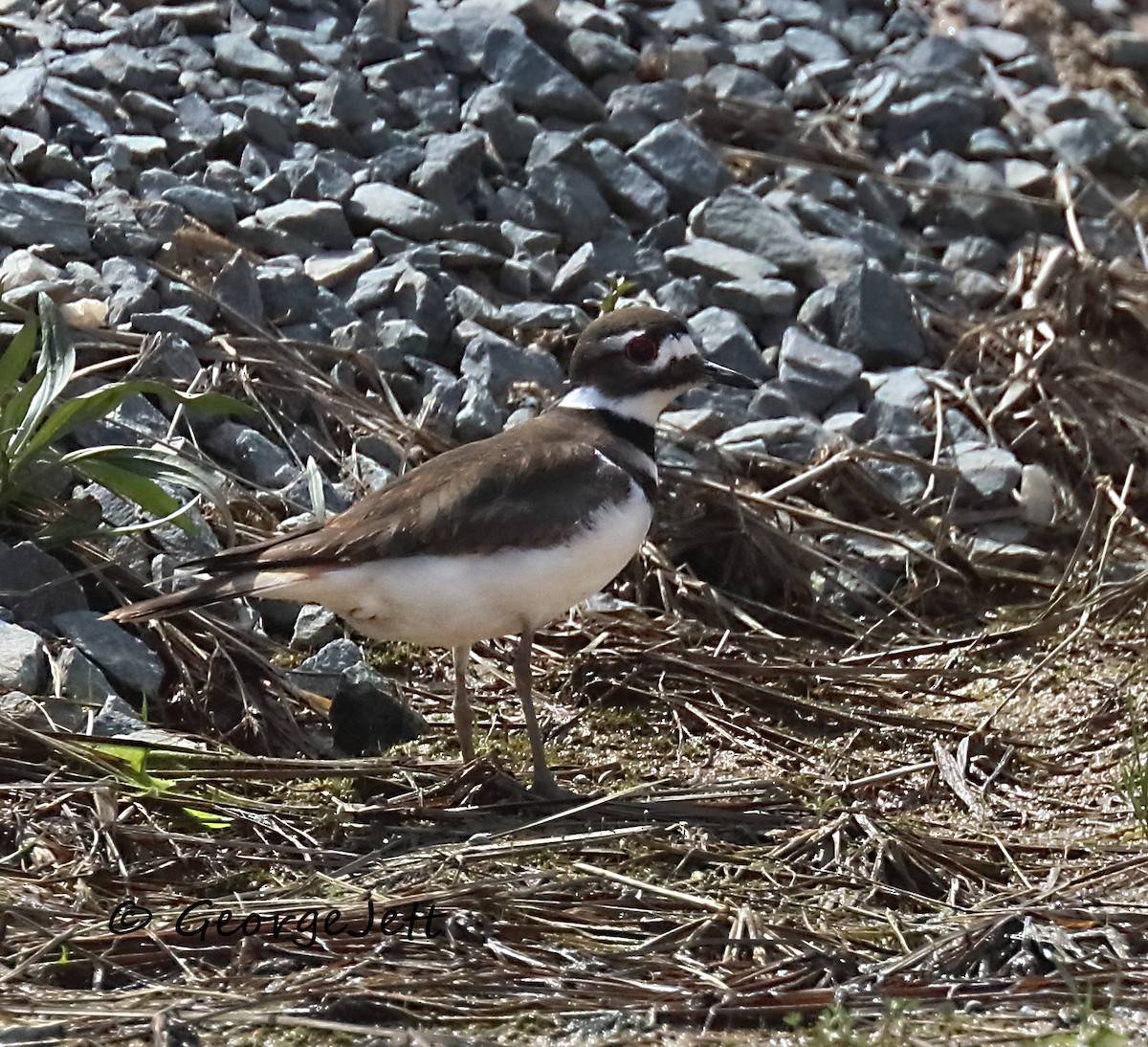 Killdeer - ML617326366