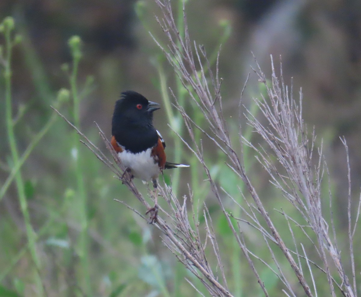 Spotted Towhee - ML617326368