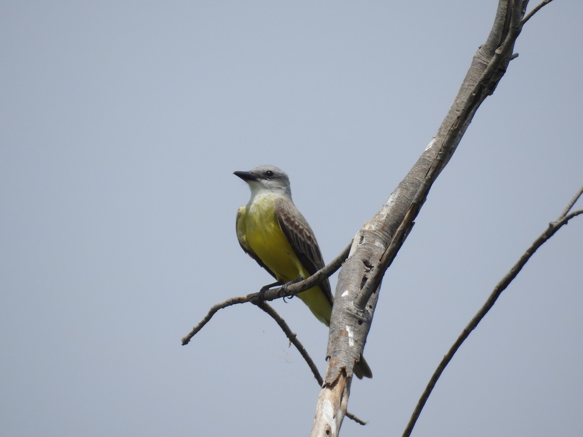 Couch's Kingbird - ML617326372