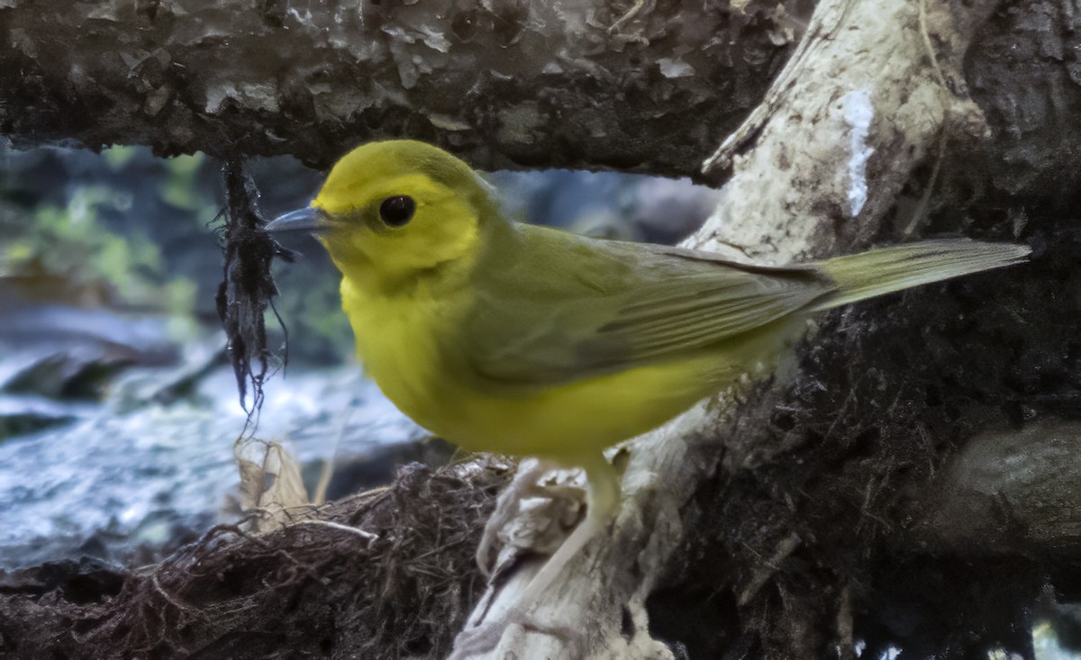 Hooded Warbler - Susan Davis