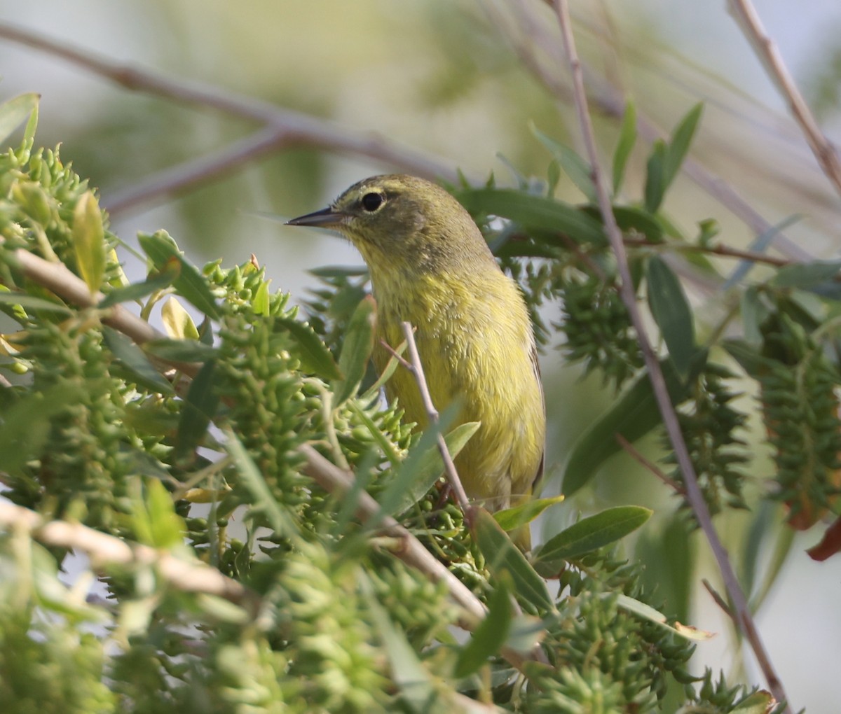 Orange-crowned Warbler (orestera) - ML617326392