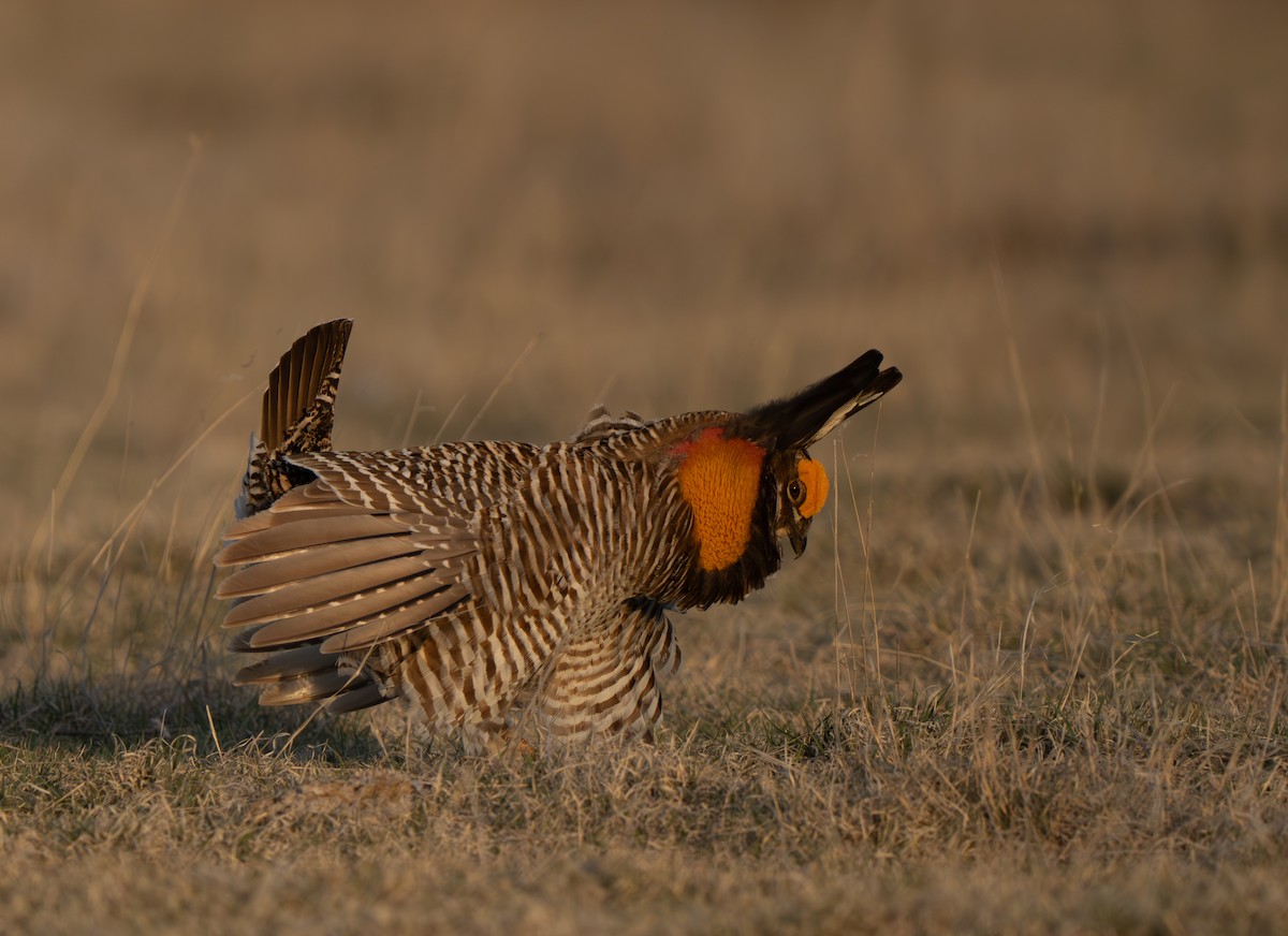 Greater Prairie-Chicken - ML617326413