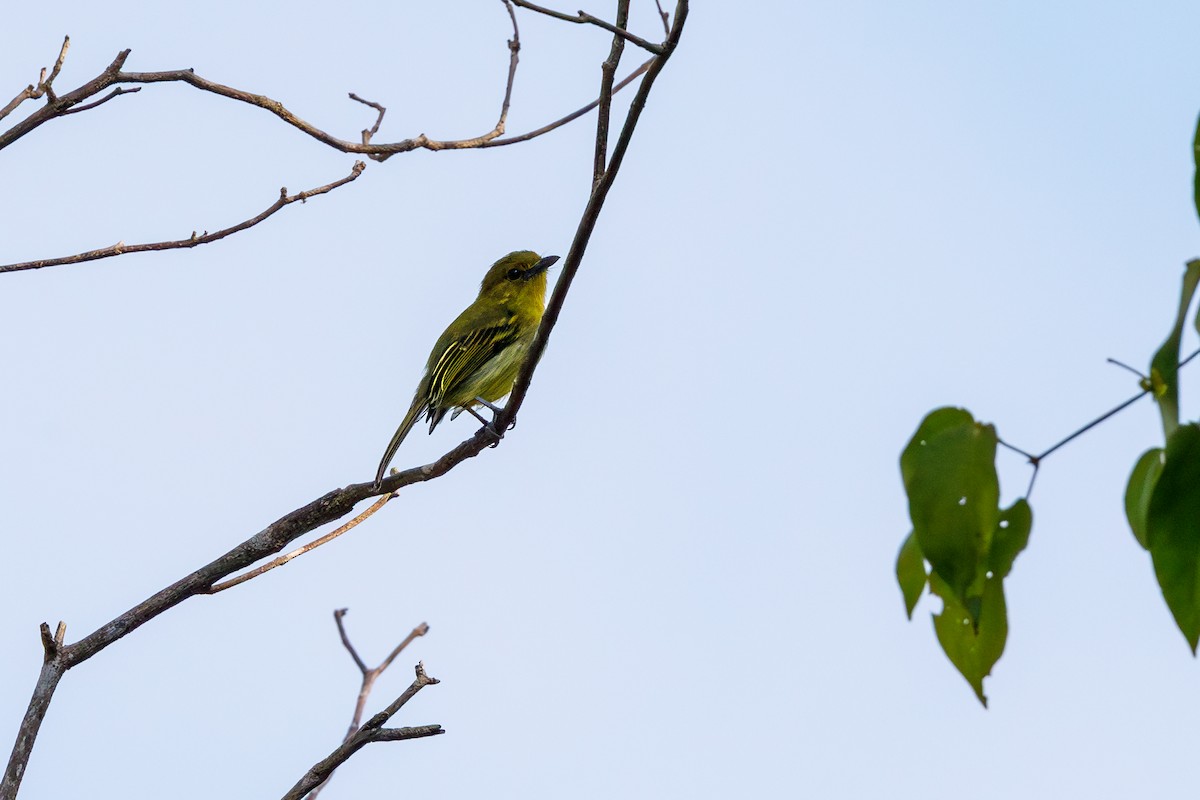 Slender-billed Tyrannulet - ML617326417