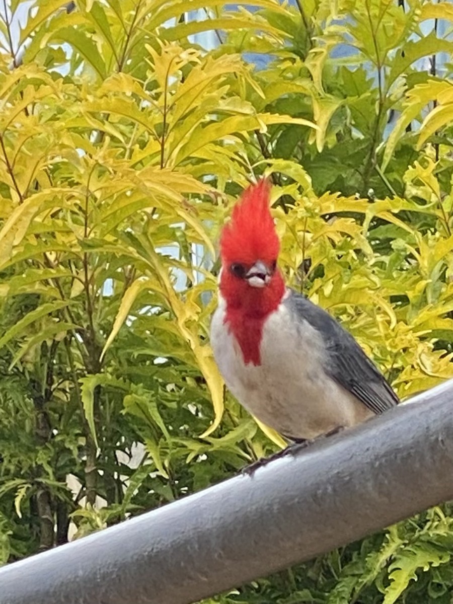 Red-crested Cardinal - Silvia Scheibli