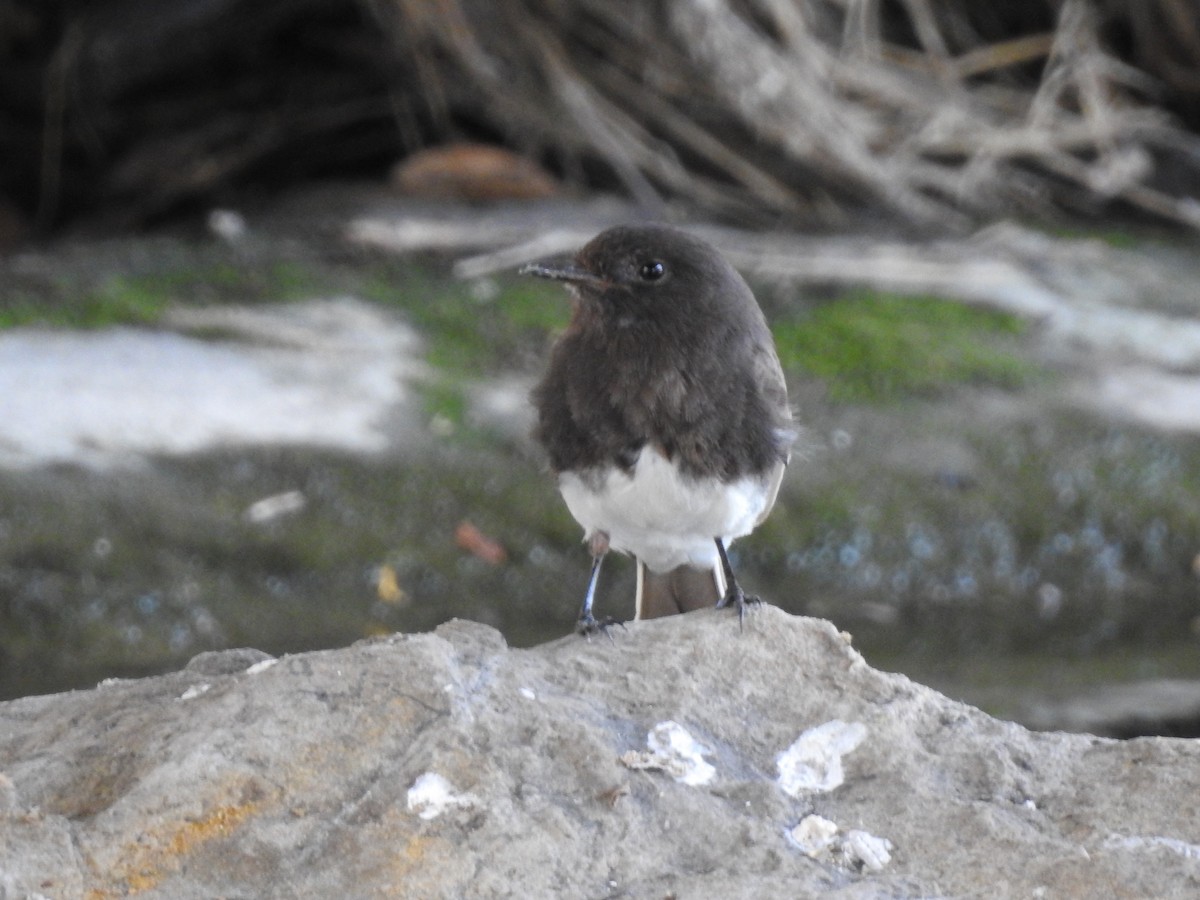 Black Phoebe - ML617326450