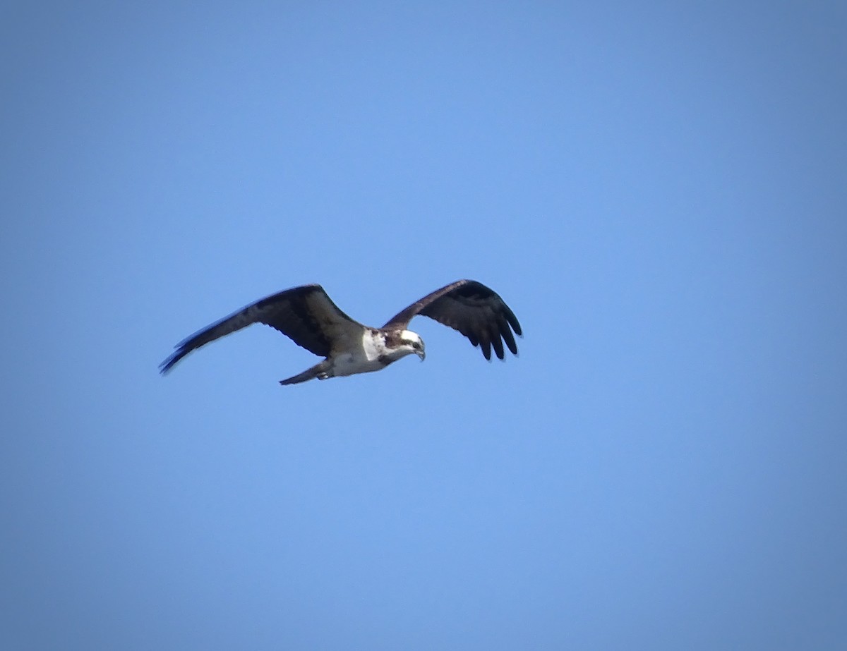 Águila Pescadora - ML617326474