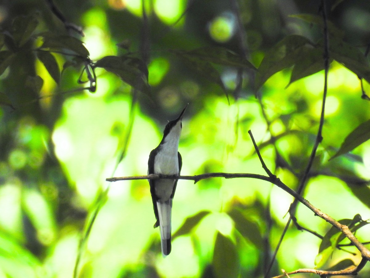 Black-eared Fairy - Raul Afonso Pommer-Barbosa - Amazon Birdwatching