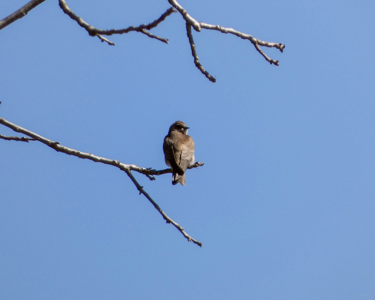 Northern Rough-winged Swallow - Kathy L. Mock