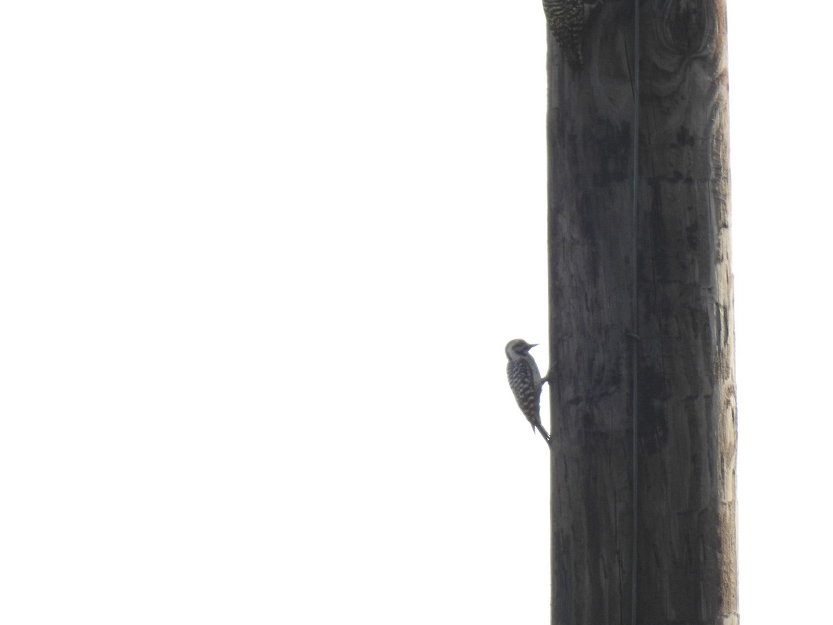 Ladder-backed Woodpecker - ML617326582