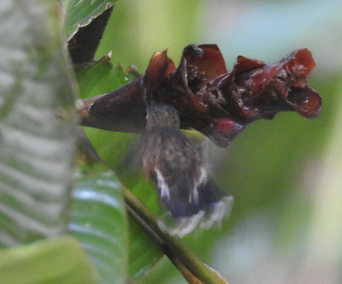 Полосатохвостый колибри-отшельник - ML617326587