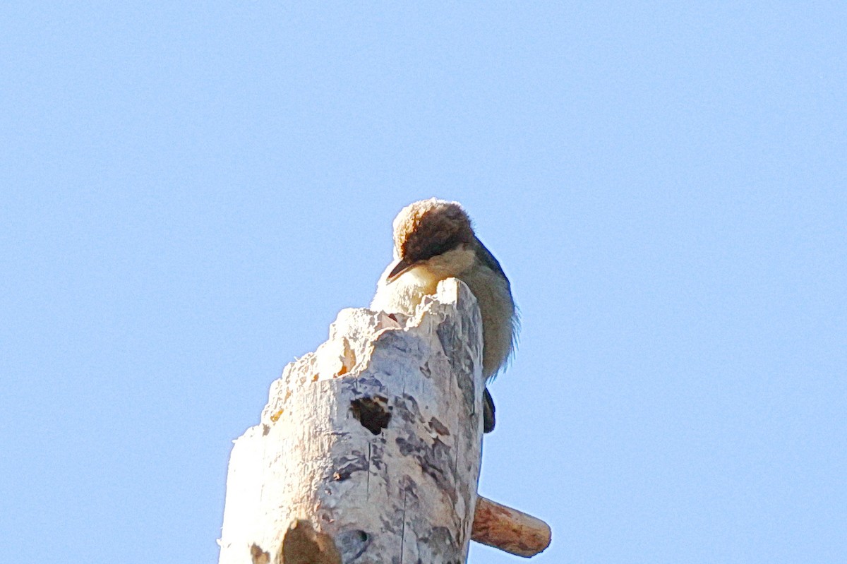 Brown-headed Nuthatch - ML617326589
