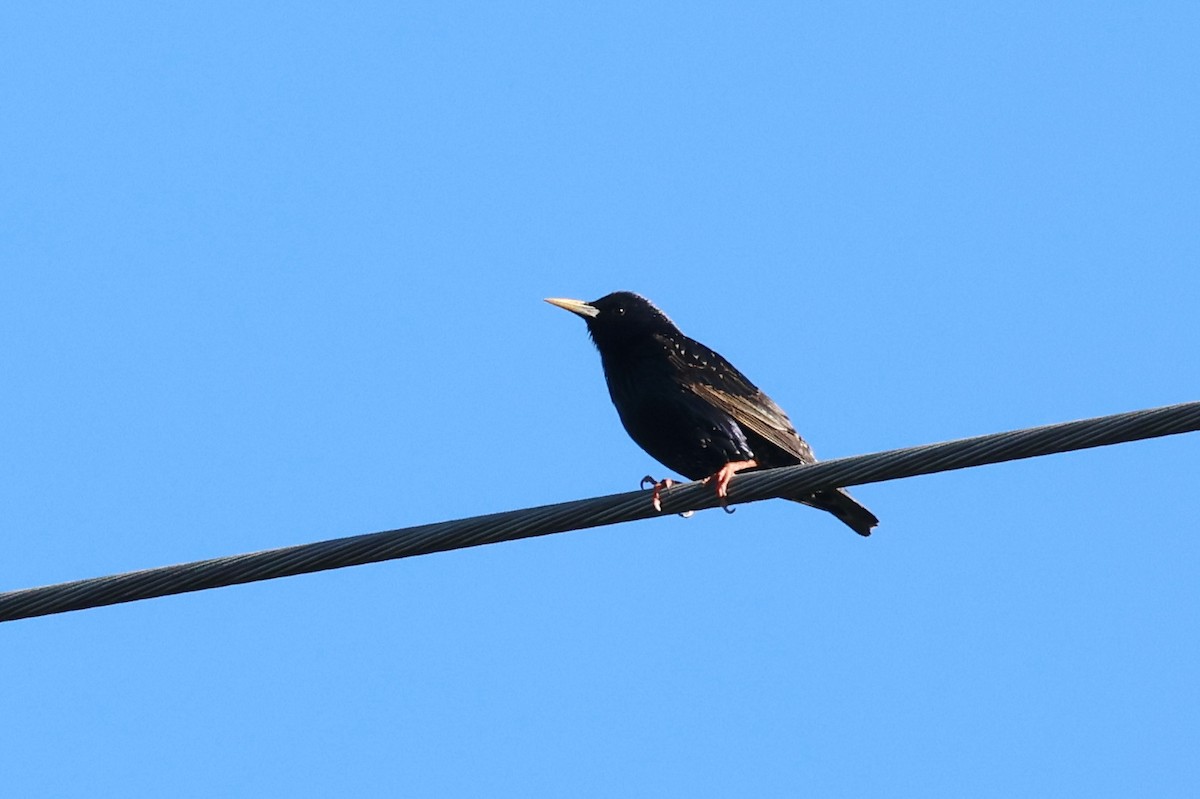 European Starling - ML617326607