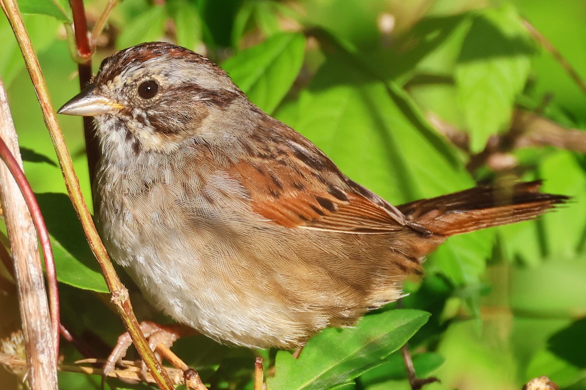 Swamp Sparrow - ML617326634