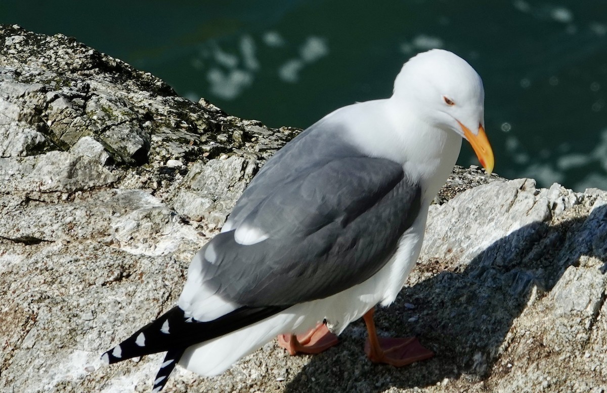 Western Gull - ML617326641