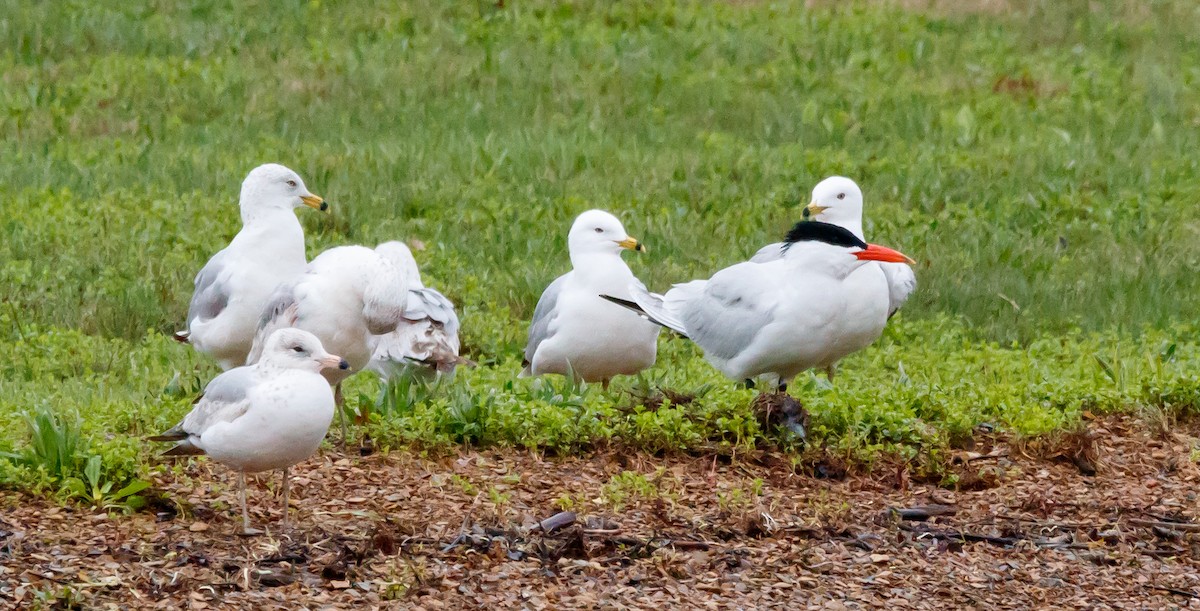 Caspian Tern - ML617326658