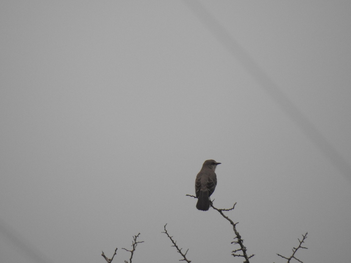 Northern Mockingbird - ML617326673