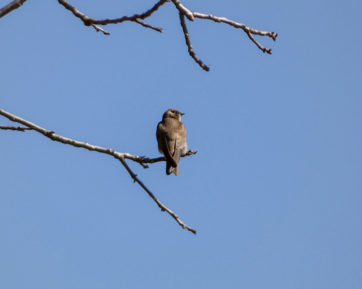 Northern Rough-winged Swallow - ML617326705