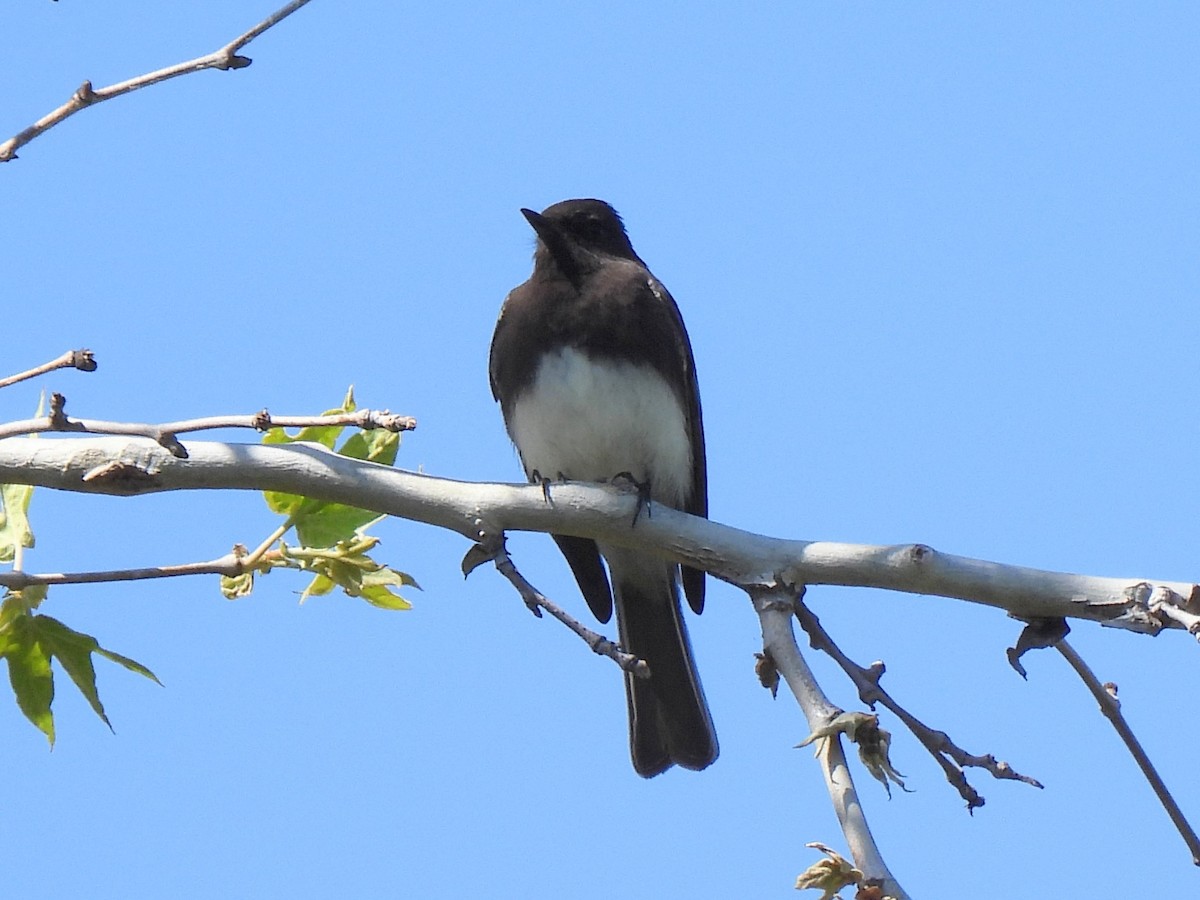 Black Phoebe - Ed Daniels