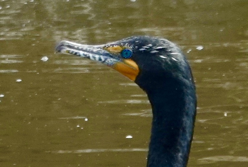 Double-crested Cormorant - Jolene Cortright