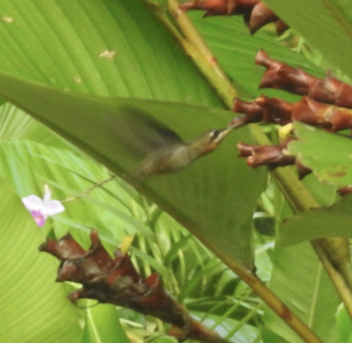 Полосатохвостый колибри-отшельник - ML617326783