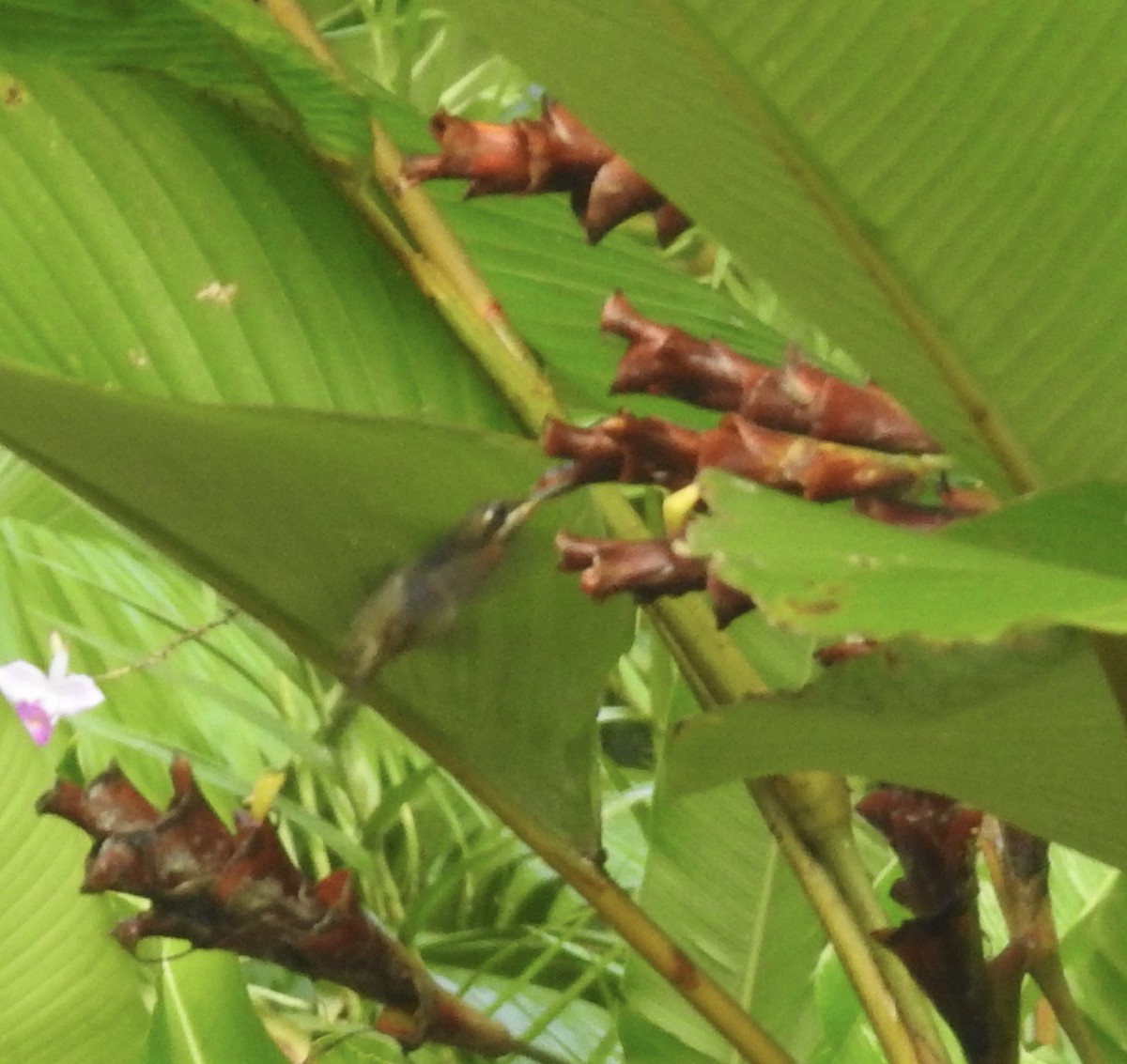 Полосатохвостый колибри-отшельник - ML617326784