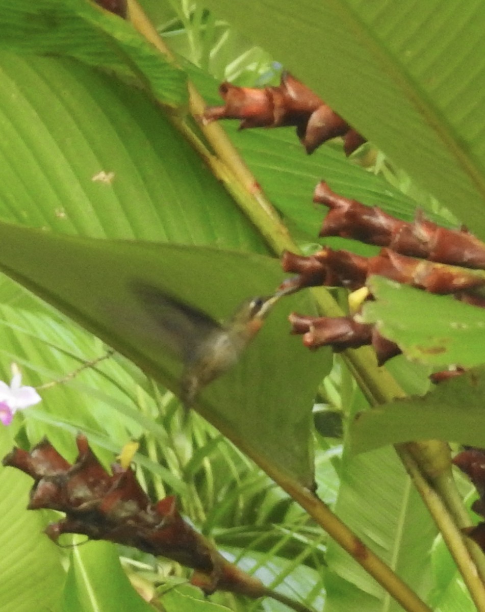 Полосатохвостый колибри-отшельник - ML617326786
