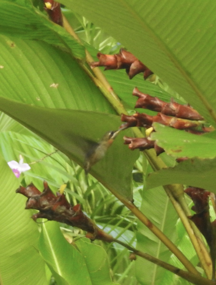 Полосатохвостый колибри-отшельник - ML617326794