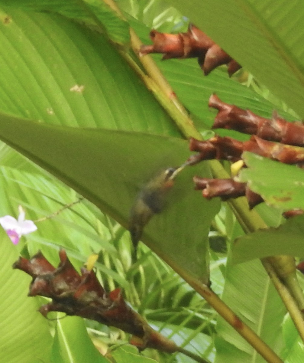 Полосатохвостый колибри-отшельник - ML617326795