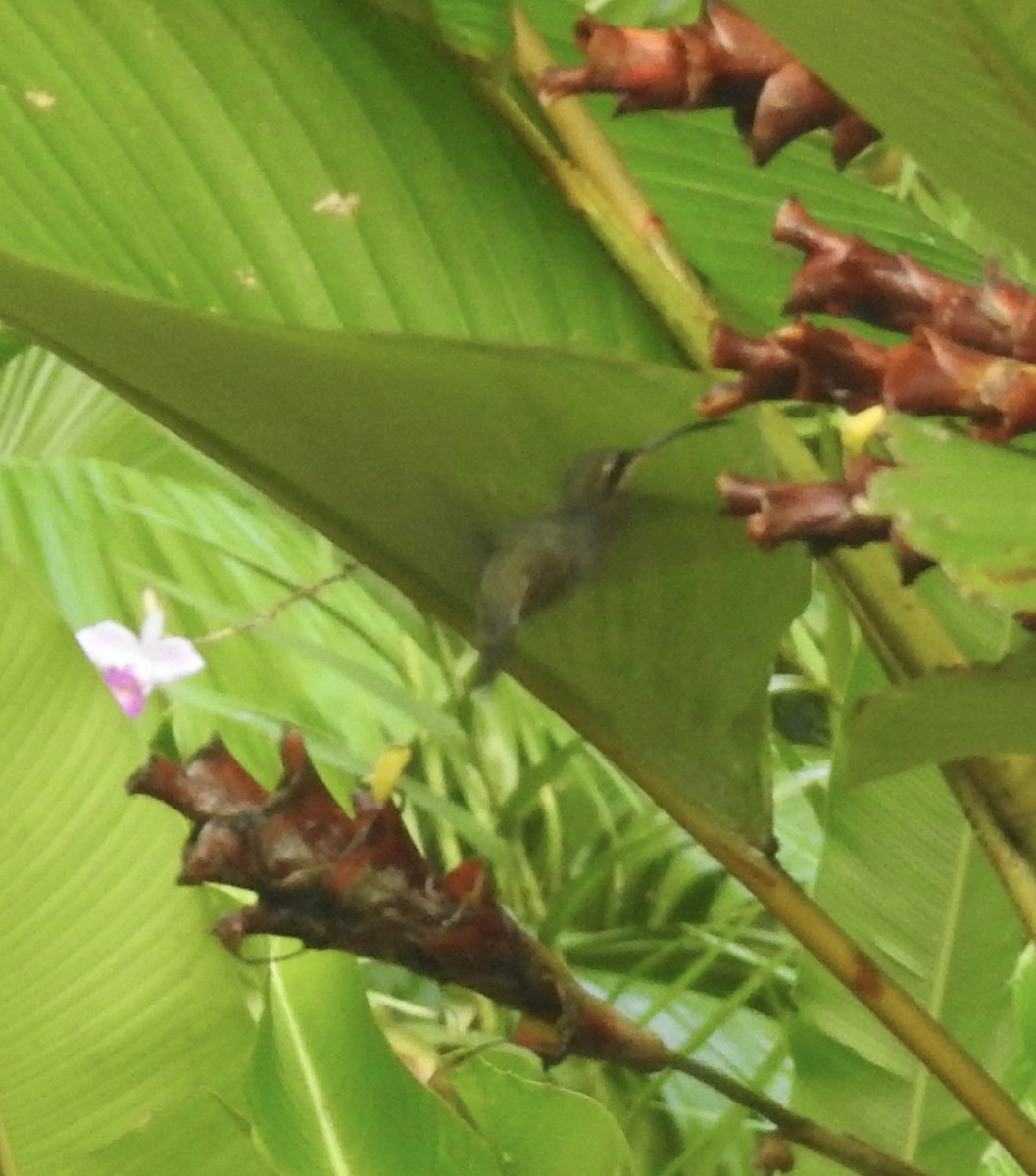 Полосатохвостый колибри-отшельник - ML617326797