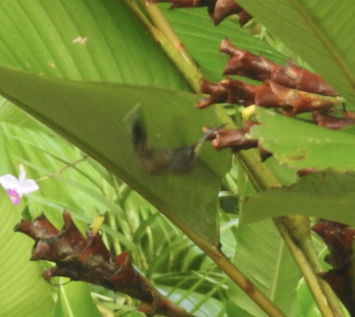 Полосатохвостый колибри-отшельник - ML617326799