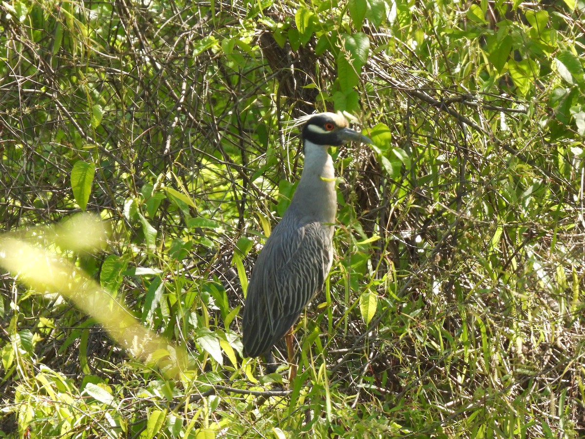 Yellow-crowned Night Heron - ML617326837