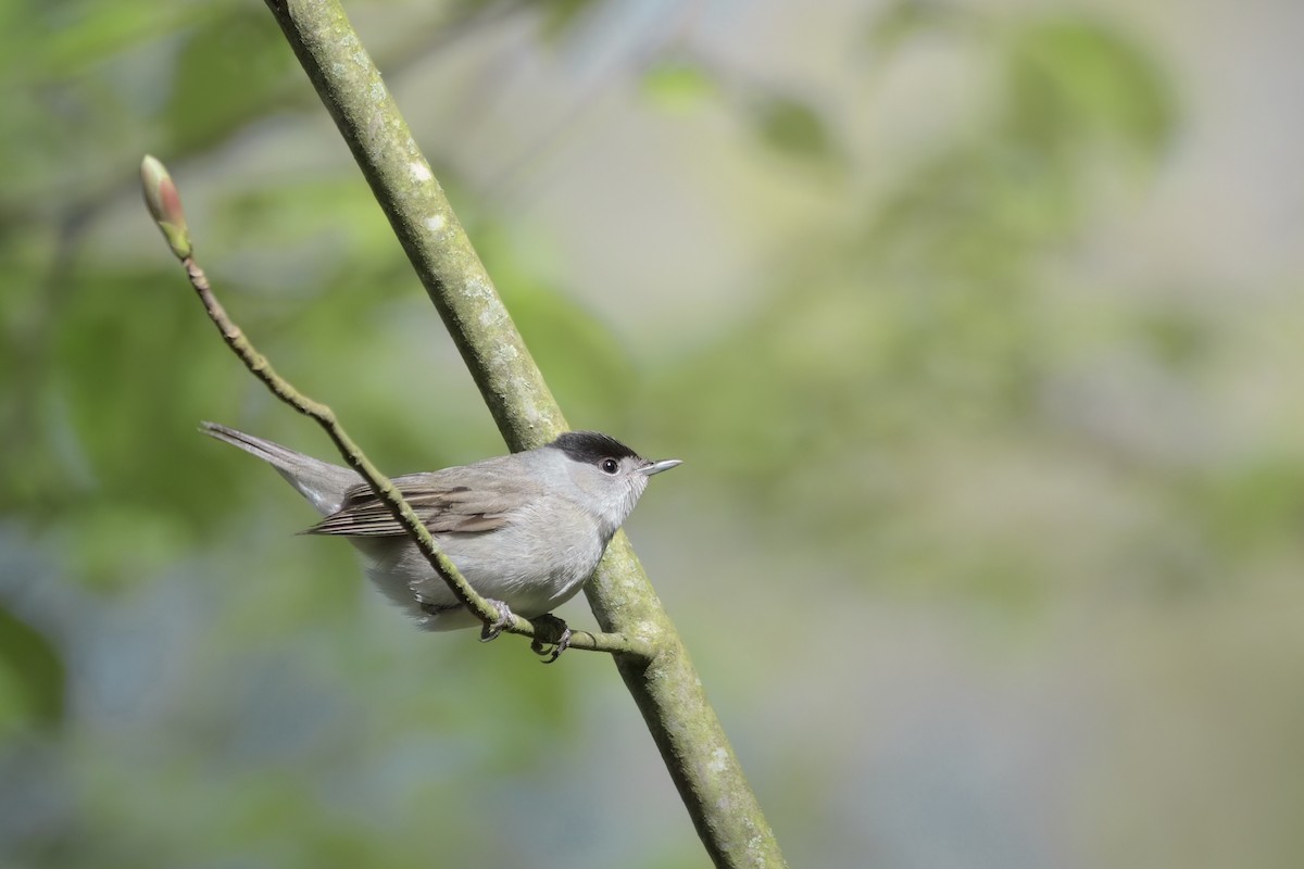 Eurasian Blackcap - ML617326846