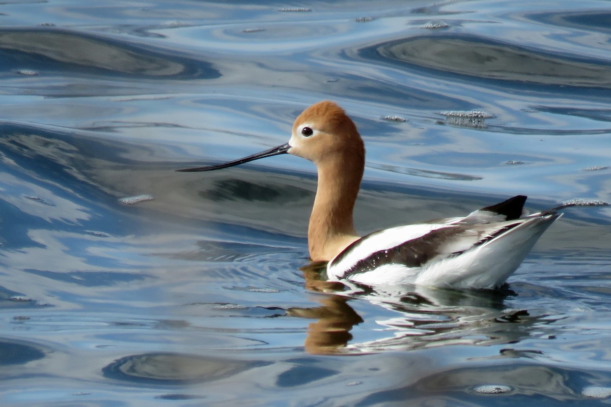 American Avocet - Kelly Preheim